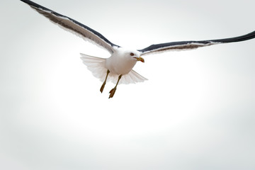 Close-up of seagull flying isolated against white sky background