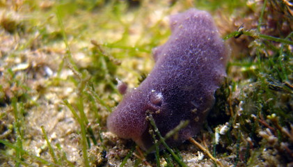 Purple Nudibranch Mauve jorunna-jorunna sp.1 crawling at the sea bottom at the Rock Pool, Bronte Beach, Sydney, NSW