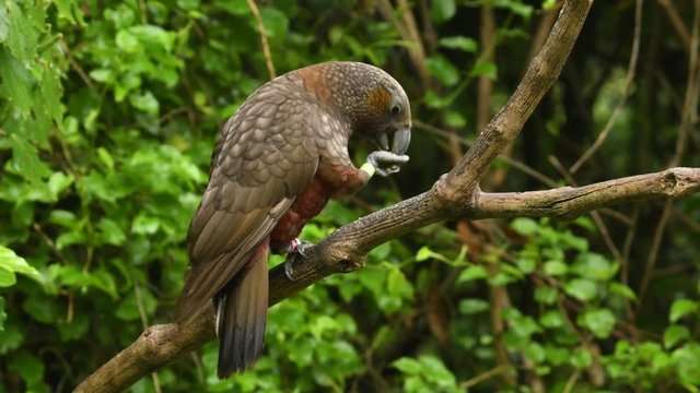 Kaka - Nestor meridionalis - endemic parakeet living in forests of New Zealan