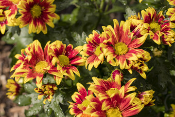 Osteospermum - orange flowers with a yellow trim and drops of water after the rain.