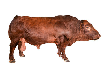Bull isolated on white. Beautiful big brown bull full length. Bull close up. Farm animals. Beef...