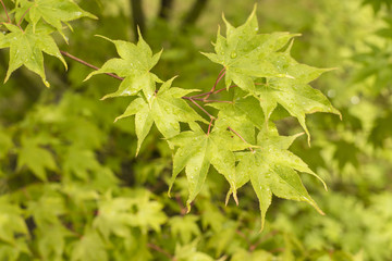 Fototapeta na wymiar Green leaves of maple with drops of water on leaves.