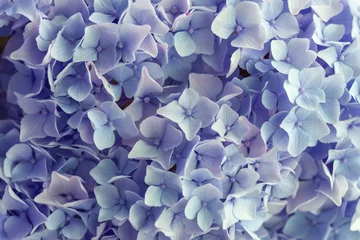 Crédence de cuisine en verre imprimé Hortensia fond d& 39 hortensia en fleurs colorées