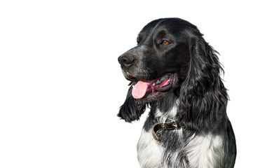 portrait of black and white Russian spaniel isolated on white background