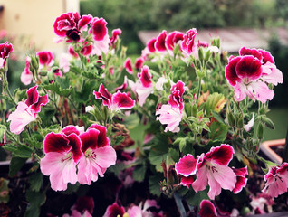 Beautiful pink purple flowers of Pelargonium Grandiflorum geranium,easy to cultivate for garden and...