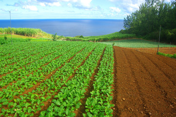 Fototapeta na wymiar La Réunion - Maraichage et épouvantail