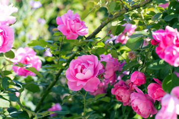 Fototapeta premium Rose Bush floribunda