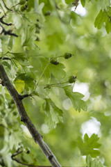 Green berries with green leaves.