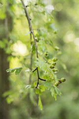 Green berries with green leaves.