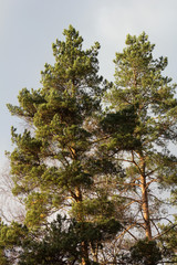 The tops of two pine trees on blue sky background