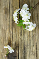 Spring flowers of fruit trees close-up