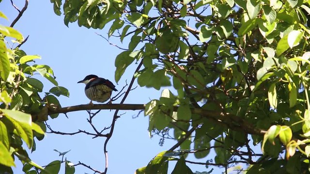 Vietnamese cutia (Cutia legalleni) in Da lat, Vietnam 
