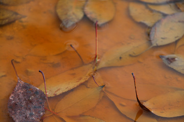 Feuiles d'automne dans une flaque d'eau