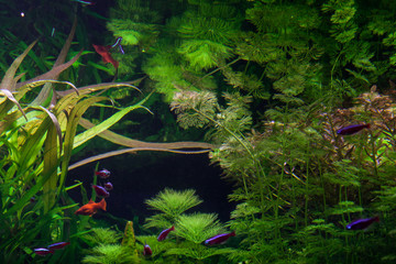Beautiful small fish floating among green algae © silkstocking