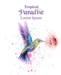 Watercolor humming bird Vector. Tropic paradise colorful birds. colorful paint stains splash - obrazy, fototapety, plakaty
