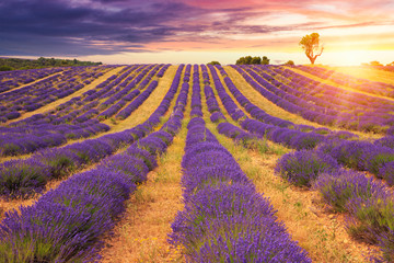 Beautiful sunset lavender field