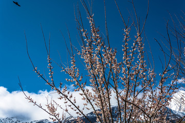 Fototapeta na wymiar Flowering tree against a blue sky and clouds.