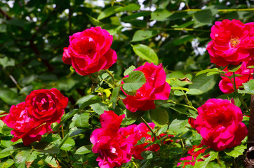 Beautiful red climbing  roses in the summer garden.Decorative flowers or gardening concept.Selective focus.