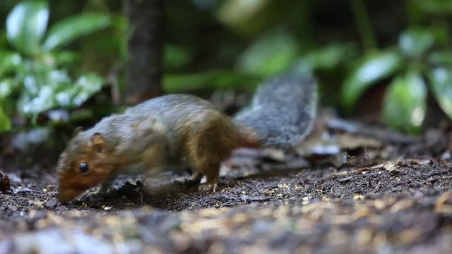 Asian red-cheeked Squirrel (Dremomys rufigenis) in Da lat, Vietnam
