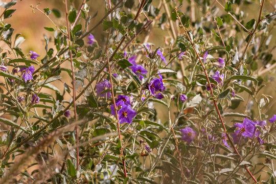 Small violet flowers in desert