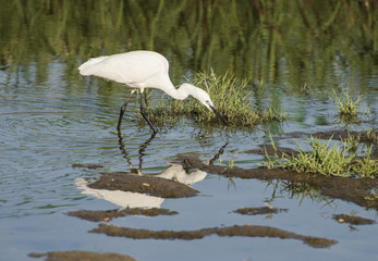 Little egret stood hunting in water of river marshland