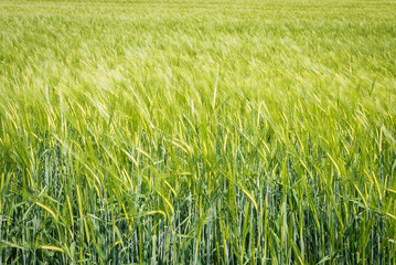 Campo de cereal , verde