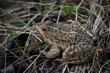 The marsh frog (Pelophylax ridibundus) is the largest frog native to Europe and belongs to the family of true frogs. It is very similar in appearance to the closely related edible frog and pool frog. 