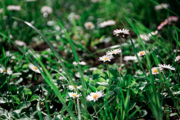 Flowers in the garden