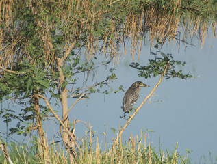 Juvenile night heron stood on branch of tree over river