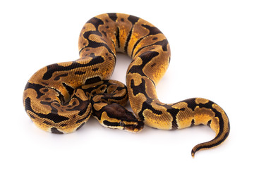 Fototapeta premium ball python snake reptile