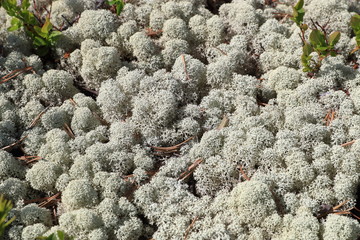 White moss of Siberia