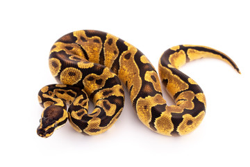 ball python snake reptile
