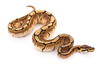 ball python snake reptile - obrazy, fototapety, plakaty
