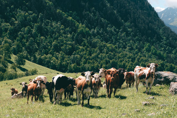 a herd of cows grazing in a mountain green meadow with pine forest at background