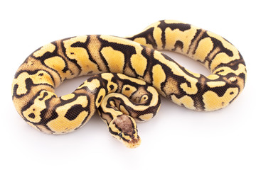 ball python snake reptile