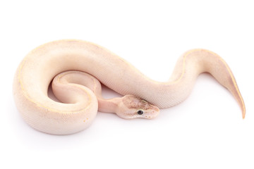 ball python snake reptile