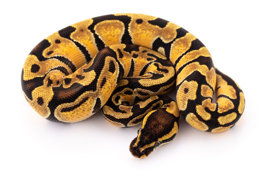 ball python snake reptile