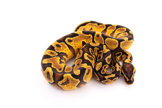 ball python snake reptile