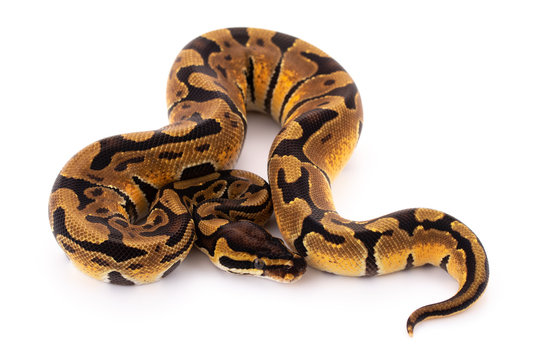 ball python snake reptile