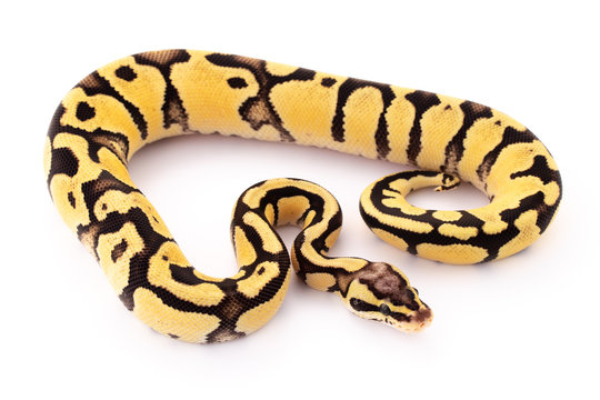 ball python snake reptile