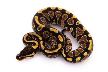 ball python snake reptile