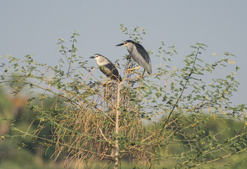 Pair of night herons stood in tree over river