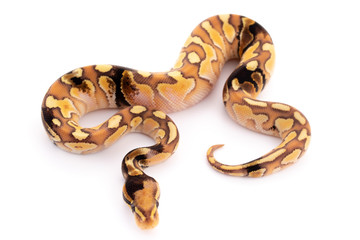ball python snake reptile