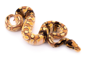 ball python snake reptile