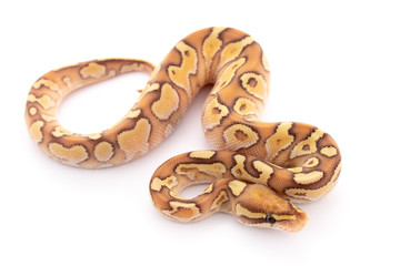 ball python snake reptile
