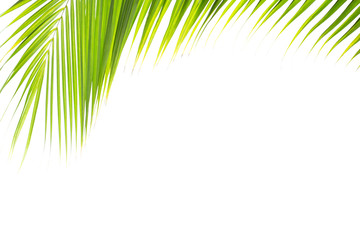 Green tropical coconut leaf isolated