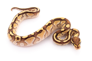 ball python snake reptile