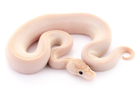 ball python snake reptile