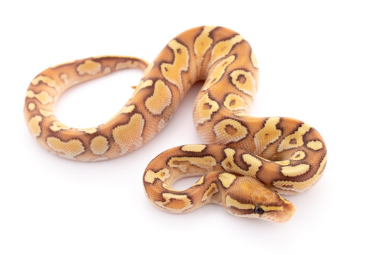 ball python snake reptile