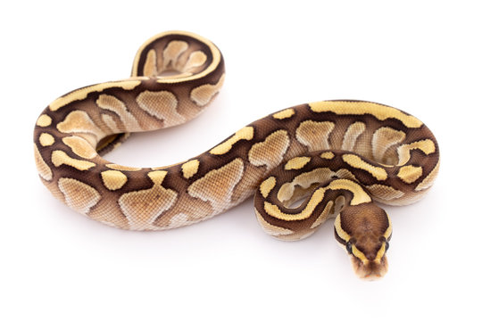 ball python snake reptile